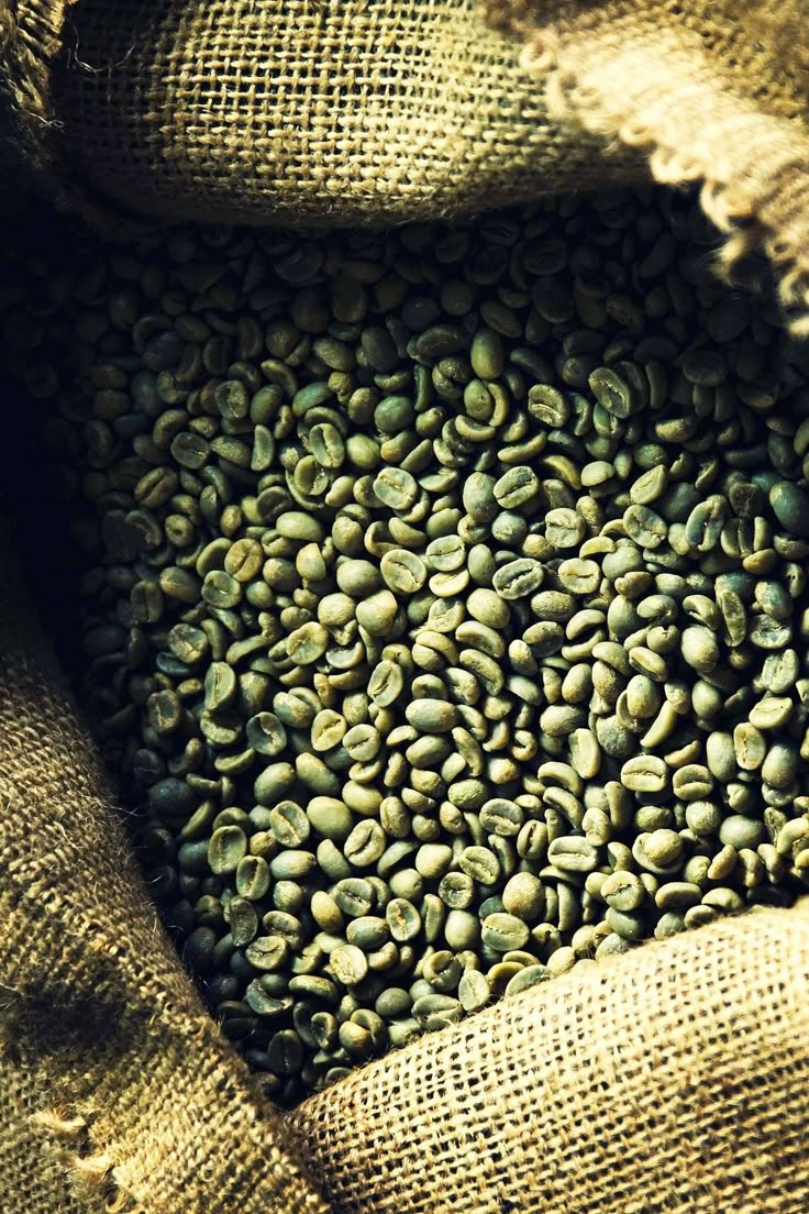 Kenya AA coffee beans grading export burlap
