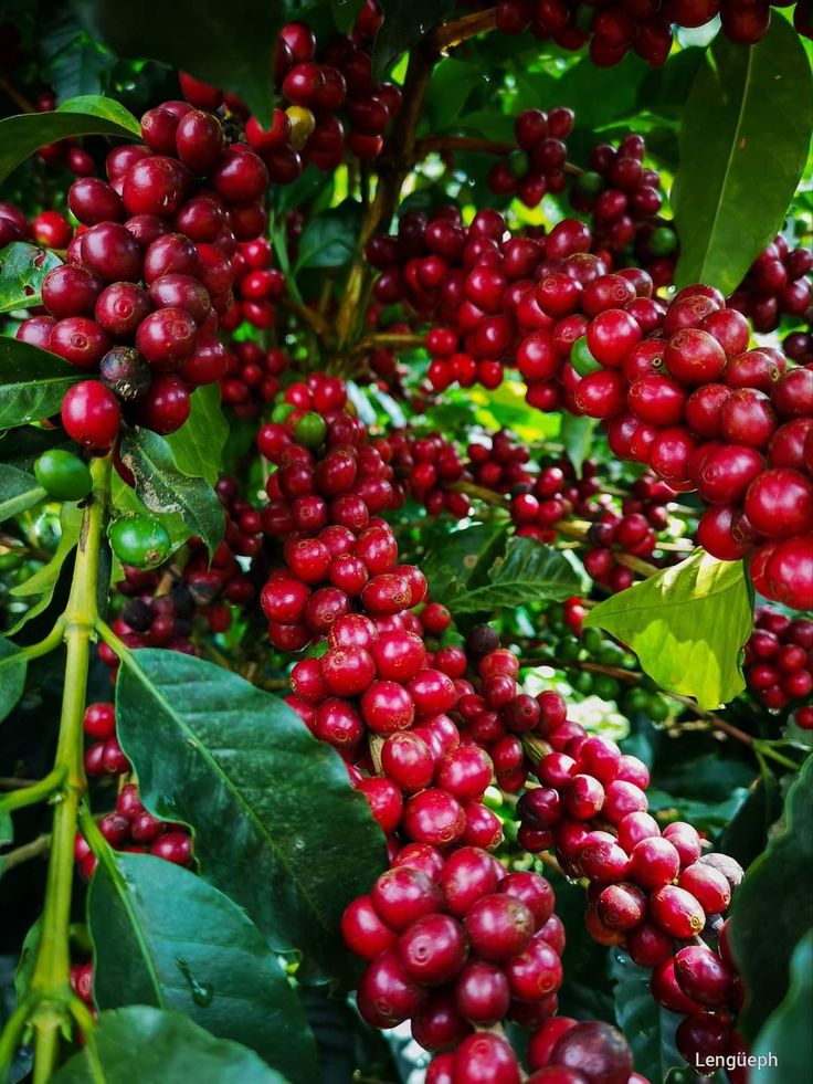 Midnight Bloom deep red cherries Nyeri