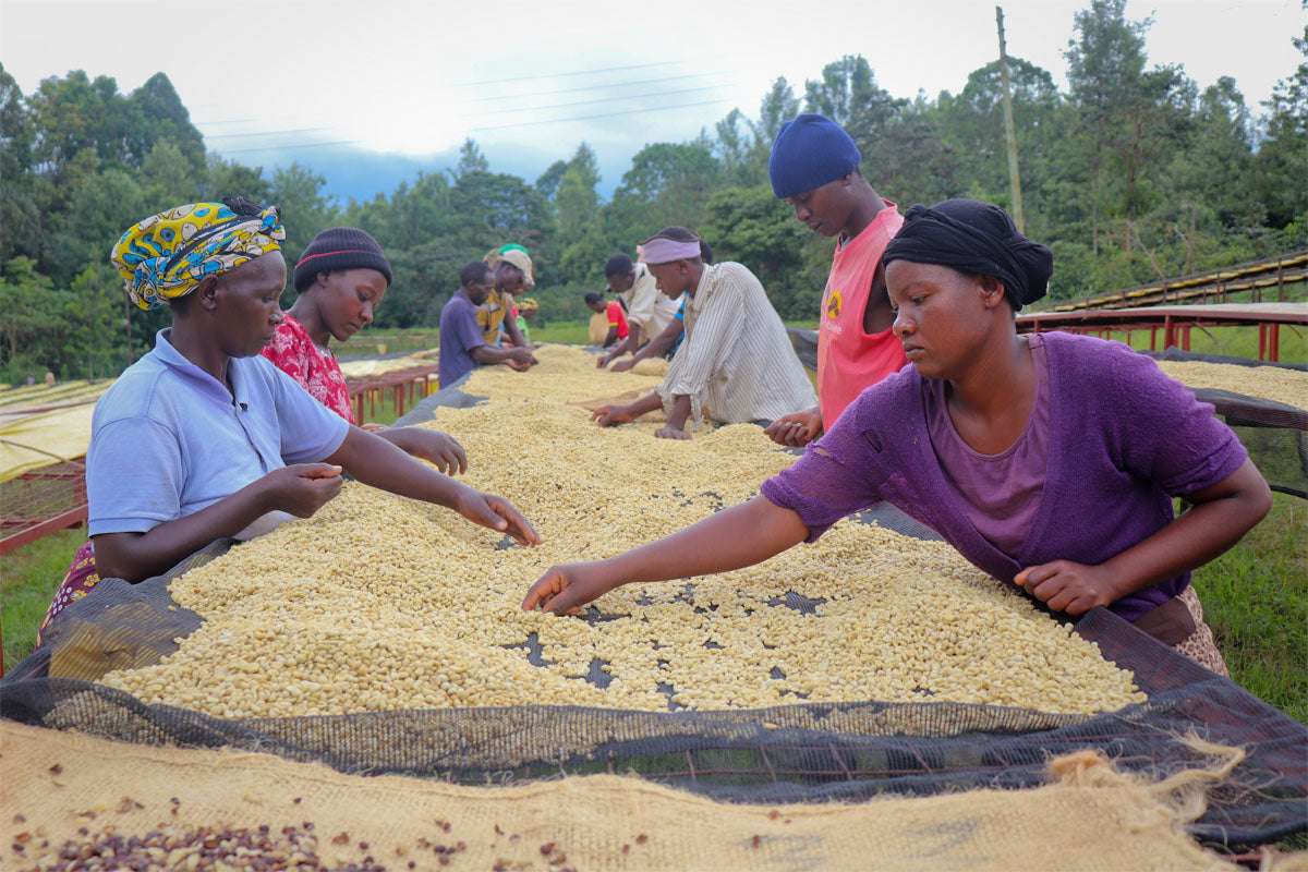 Kenya coffee drying beds women Kirinyaga