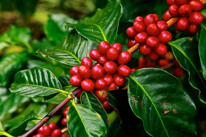 Coffee cherries closeup branch Kenya farm picking