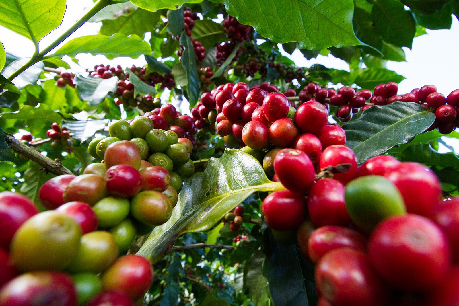 Red coffee cherries vivid green leaves Kenya farm