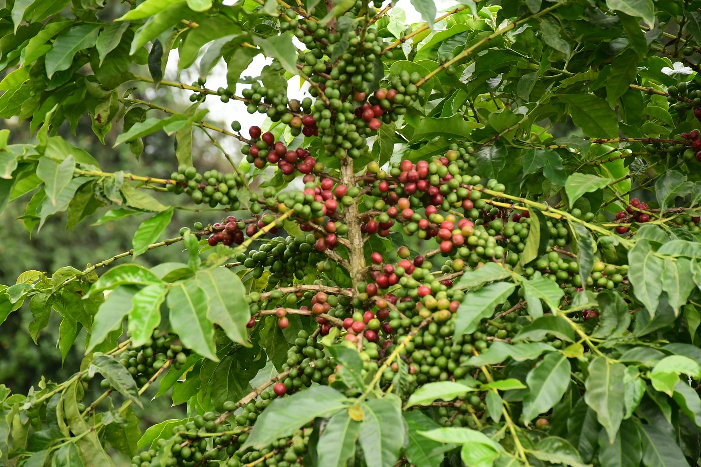 Kenya terraced coffee farm mountain