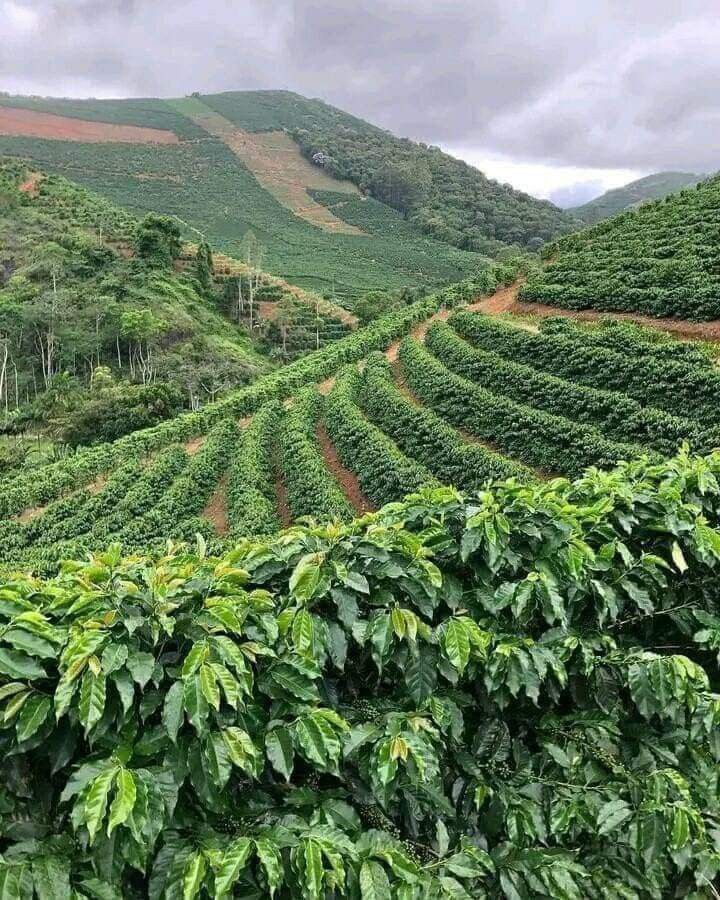 Kenya highland green mountain coffee farm
