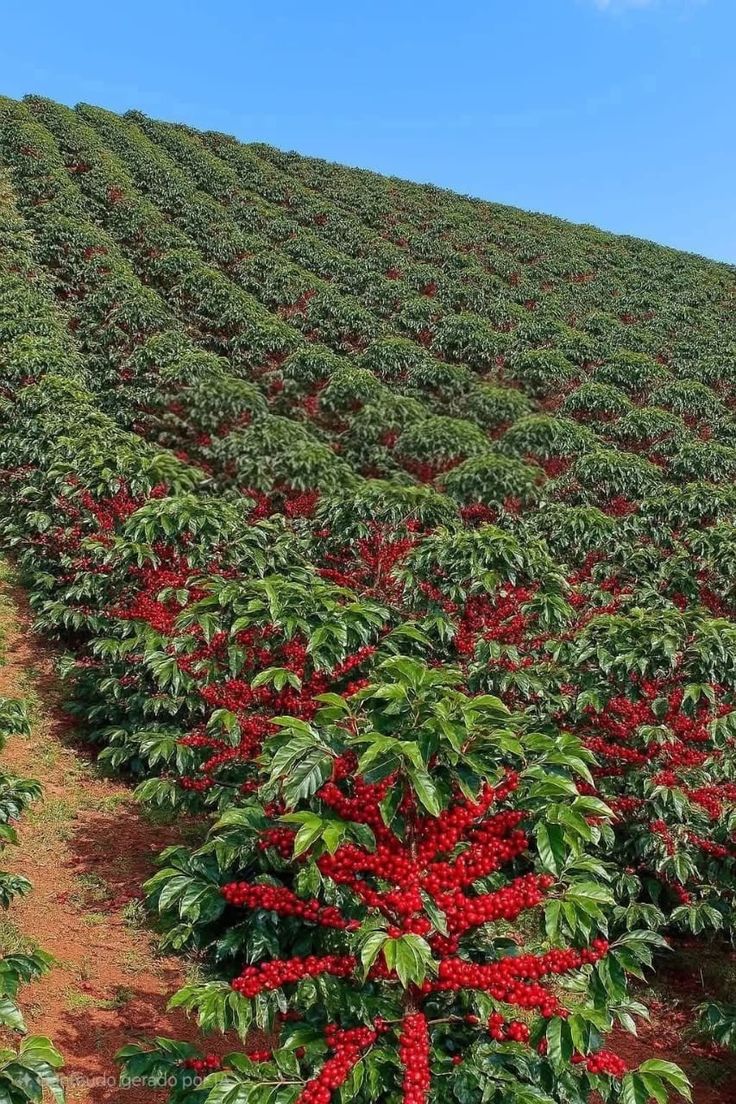Kirinyaga hillside coffee cherry farm aerial Kenya