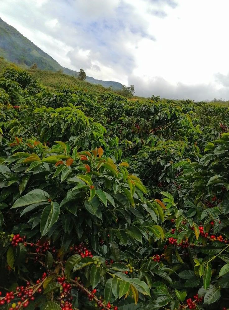 Kenya coffee estate Kibo brand press