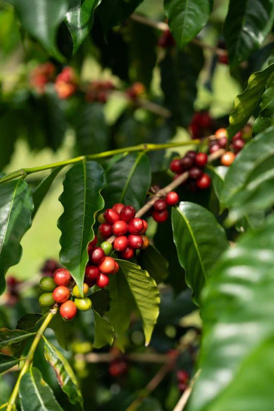 Summit Reserve Kenya AA coffee cherries