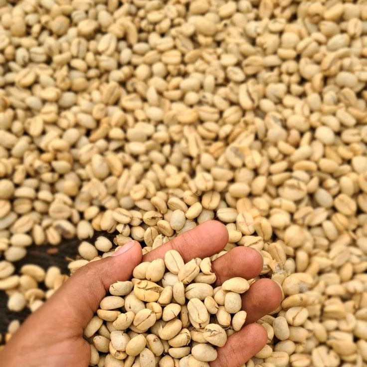 Coffee drying raised beds Kenya highlands washed beans
