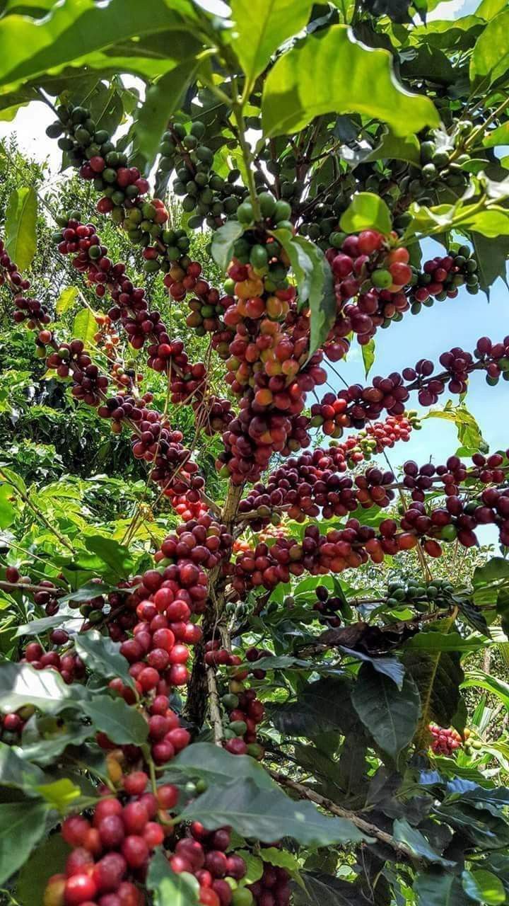 Golden Mist coffee cherries Muranga